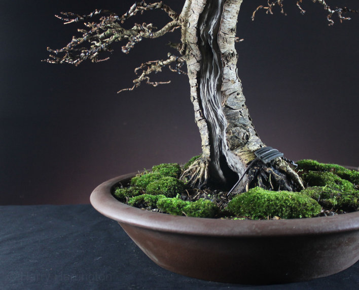 Larch Bonsai Carving and Styling 